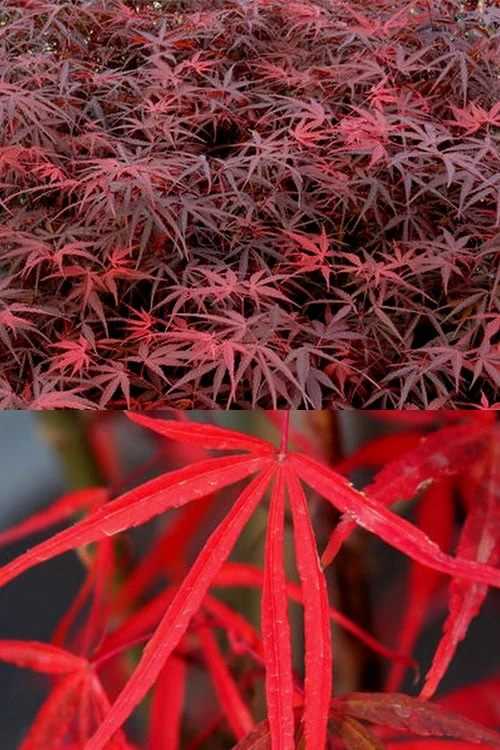 Hubb's Red Willow Japanese Maple - 3 Gallon Pot - Image 5
