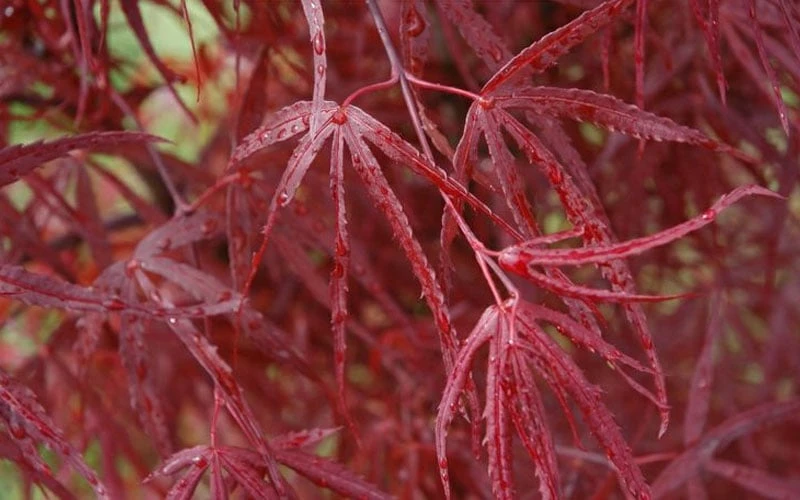 Hubb's Red Willow Japanese Maple - 3 Gallon Pot - Image 6