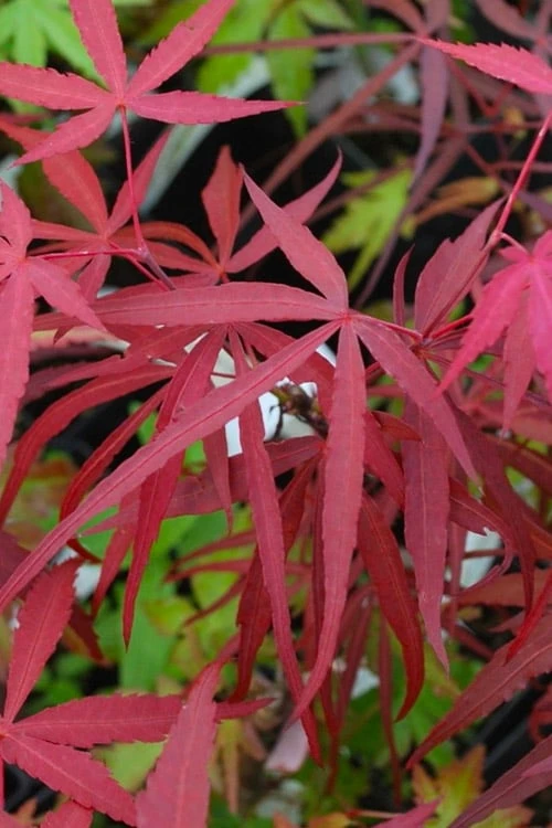 Hubb's Red Willow Japanese Maple - 3 Gallon Pot - Image 4