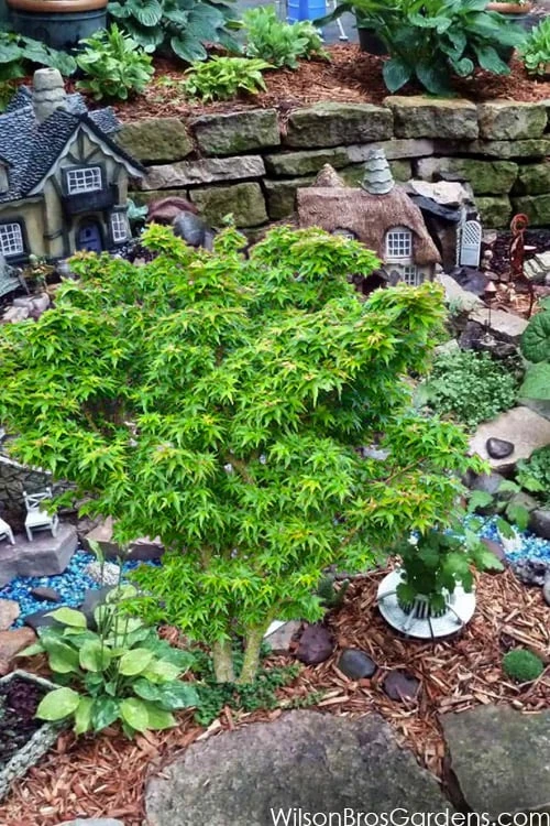 Jade Dragon Dwarf Japanese Maple - 3 Gallon Pot - Image 4