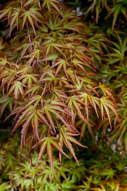 Eagle's Claw Japanese Maple - (Acer Palmatum 'Kamagata') - 2 Gallon Pot - Image 4