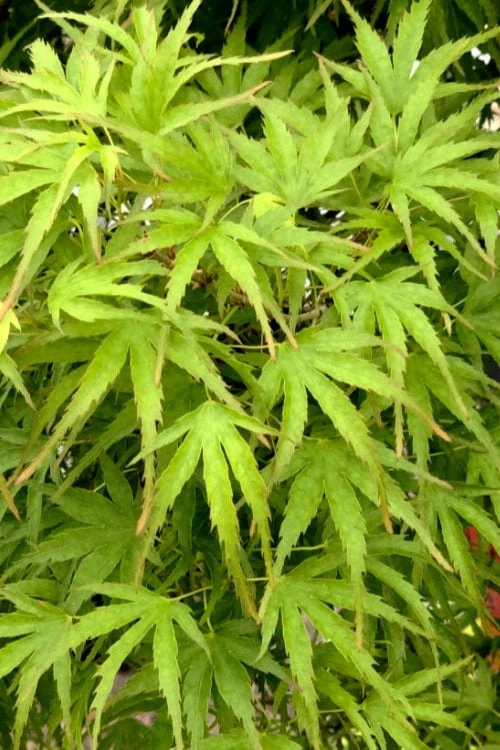 Eagle's Claw Japanese Maple - (Acer Palmatum 'Kamagata') - 3 Gallon Pot - Image 5