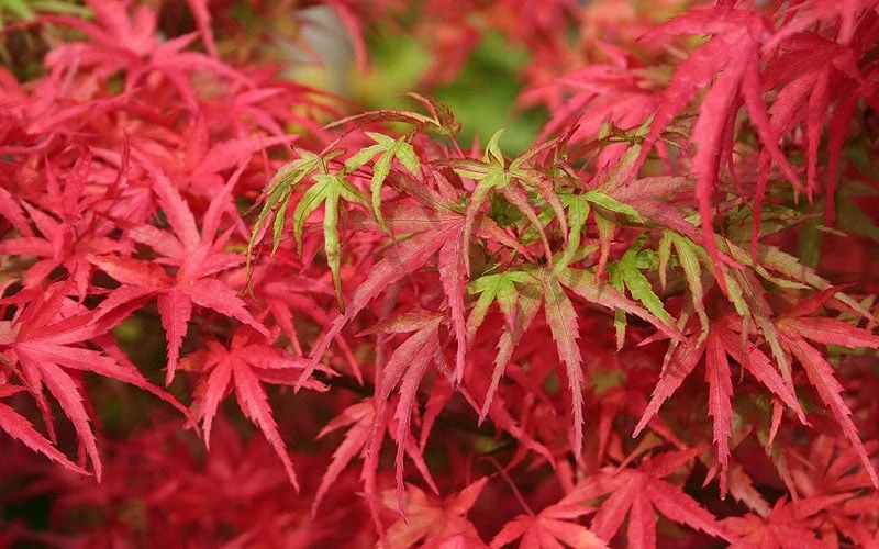 Eagle's Claw Japanese Maple - (Acer Palmatum 'Kamagata') - 3 Gallon Pot - Image 6