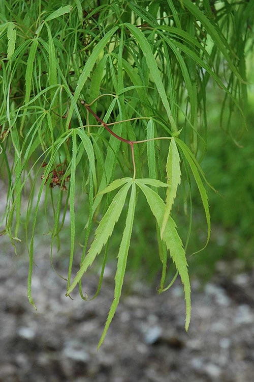 Koto No Ito Japanese Maple - 1 Gallon Pot - Image 5