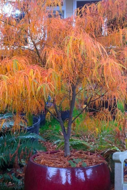 Koto No Ito Japanese Maple - 1 Gallon Pot - Image 6