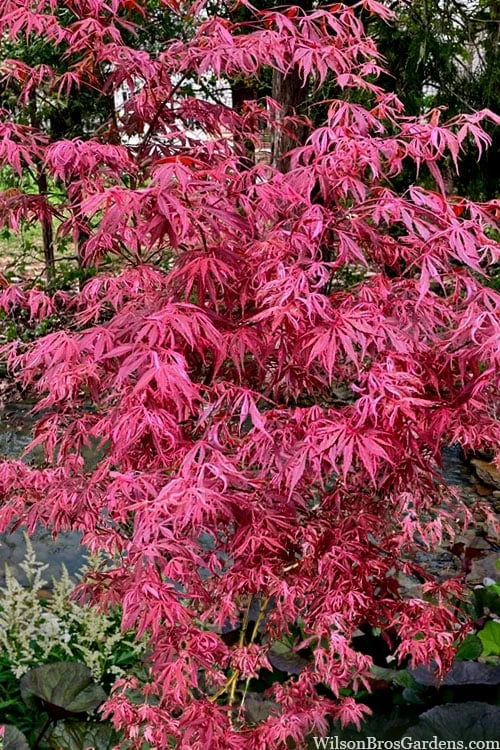 Lileeanne's Jewel Pink Leaf Japanese Maple - 1 Gallon Pot - Image 4