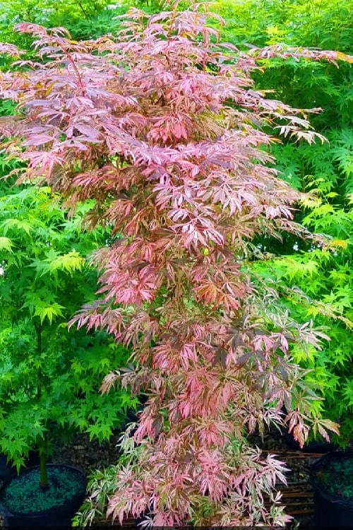 Lileeanne's Jewel Pink Leaf Japanese Maple - 1 Gallon Pot - Image 5
