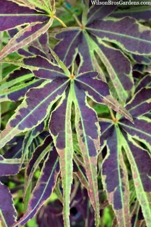 Manyo No Sato Purple Leaf Japanese Maple - 3 Gallon Pot (3-4') - Image 5