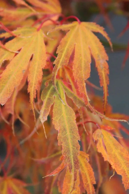 Manyo No Sato Purple Leaf Japanese Maple - 3 Gallon Pot (3-4') - Image 6