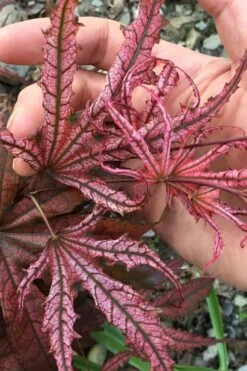 Crescent Moon Japanese Maple (Acer Palmatum 'Mikazuki') - 2 Gallon Pot