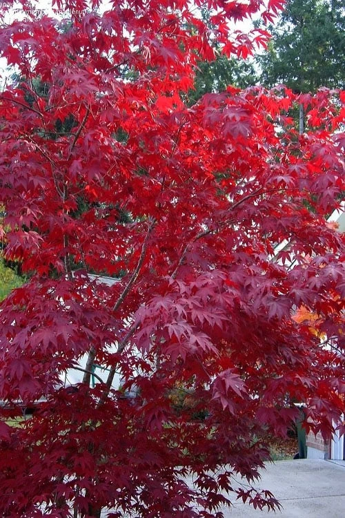 Moonfire Japanese Maple - 5 Gallon Pot - Image 5