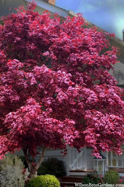 Moonfire Japanese Maple - 5 Gallon Pot