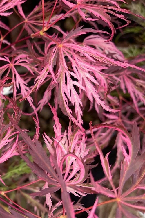 Pink Ballerina Japanese Maple - 2 Gallon Pot - Image 4