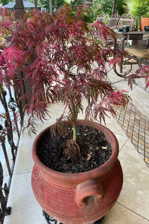 Pink Ballerina Japanese Maple - 2 Gallon Pot - Image 5