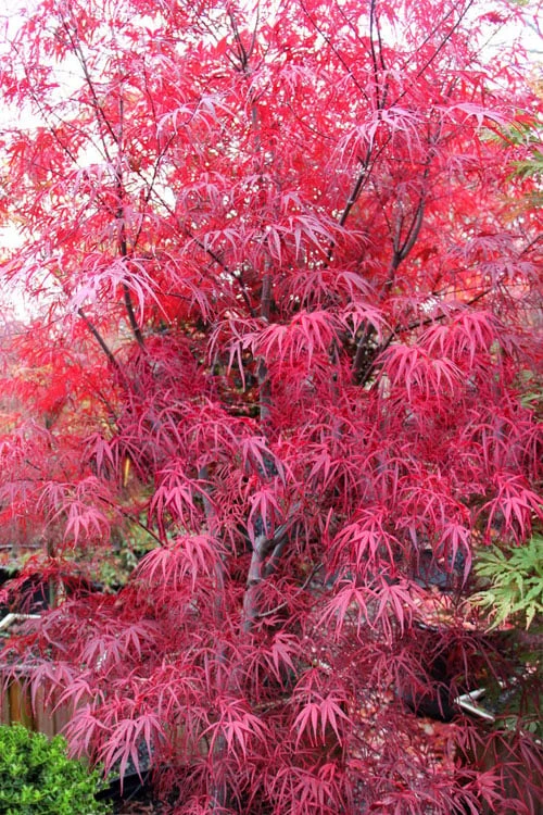 Pung Kil Japanese Maple - 3 Gallon Pot - Image 7