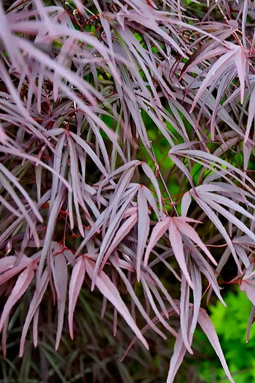 Pung Kil Japanese Maple - 3 Gallon Pot - Image 6