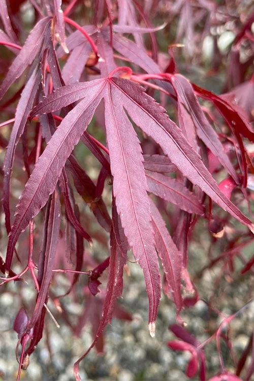 Pung Kil Japanese Maple - 3 Gallon Pot - Image 5