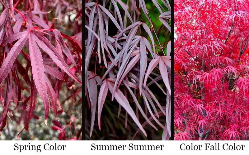 Pung Kil Japanese Maple - 3 Gallon Pot - Image 4