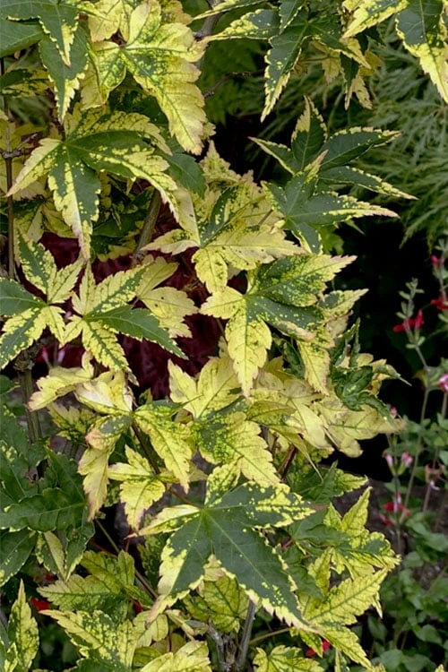 Sagara Nishiki Japanese Maple - 2 Gallon Pot - Image 6