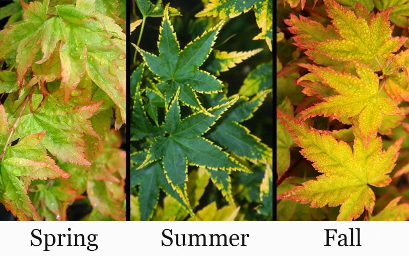 Sagara Nishiki Japanese Maple - 2 Gallon Pot - Image 4