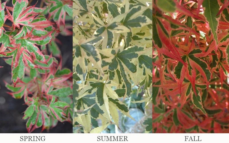 Beni Schichihenge Japanese Maple - 5 Gallon Pot - Image 5