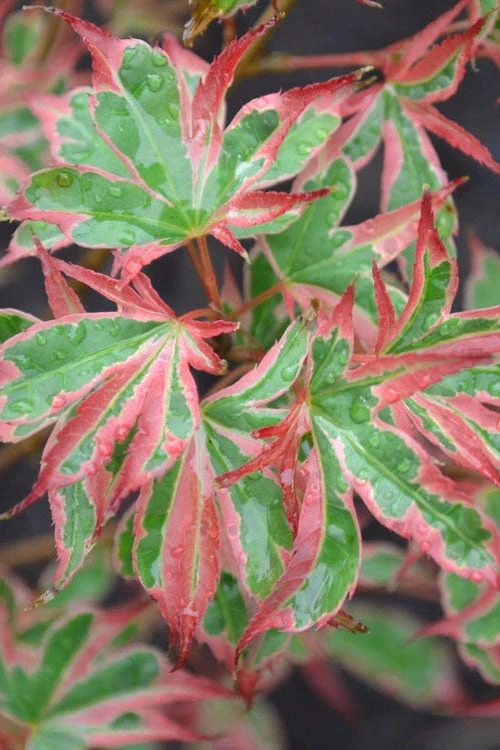 Beni Schichihenge Japanese Maple - 5 Gallon Pot - Image 4