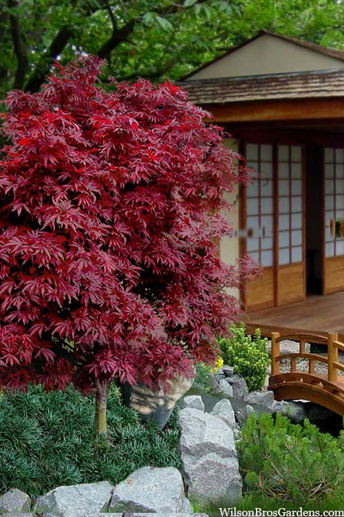 Shaina Dwarf Red Japanese Maple - 7 Gallon Pot (3.5 To 4.5') - Image 4