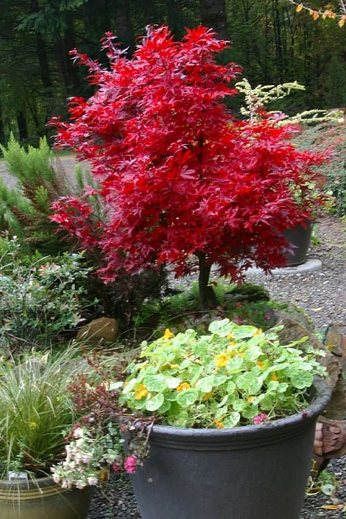 Shaina Dwarf Red Japanese Maple (Single Trunk / Standard) - 2 Gallon Pot - Image 5