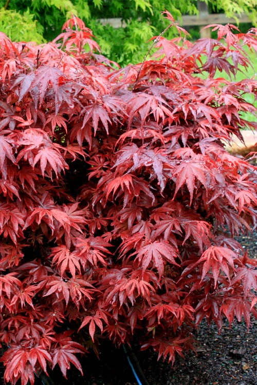 Shaina Dwarf Red Japanese Maple - 7 Gallon Pot (3.5 To 4.5') - Image 5