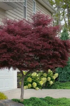Tamukeyama Dwarf Red Japanese Maple - 3 Gallon Pot (High Grafted Tree Form)