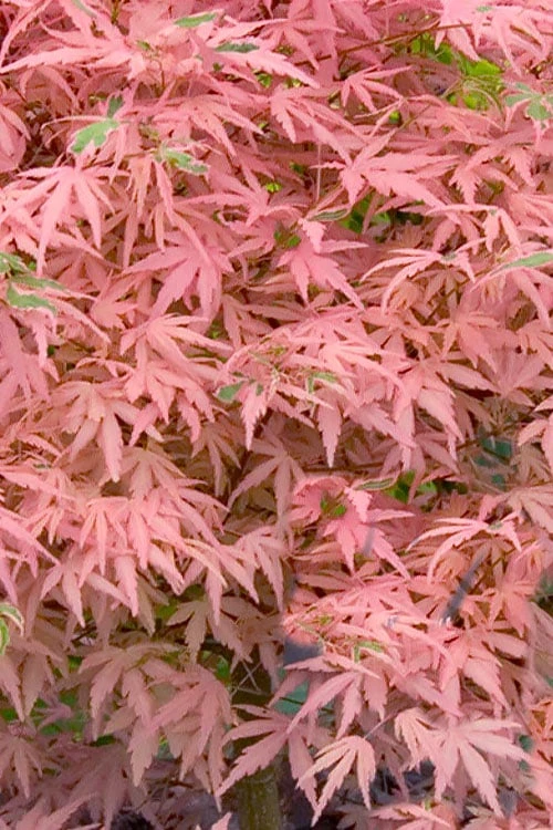 Taylor Pink Japanese Maple - 3 Gallon Pot - Image 4
