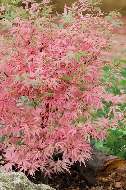 Taylor Pink Japanese Maple - 3 Gallon Pot - Image 5