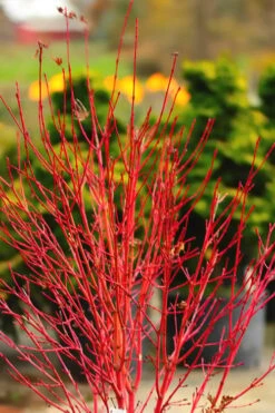 Twinkles Dwarf Coral Bark Japanese Maple - 3 Gallon Pot