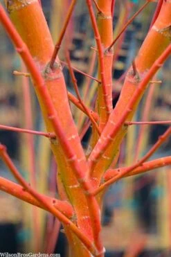 Wild Fire Coral Bark Japanese Maple - 3 Gallon Pot