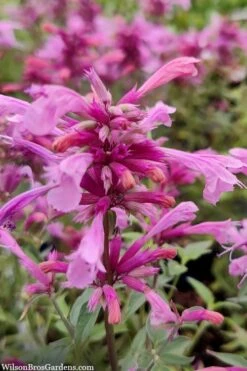 Rosie Posie Agastache (Hummingbird Mint) - 5 Pack Of Quarts