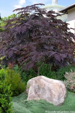 Summer Chocolate Mimosa Tree - 5 Gallon Pot