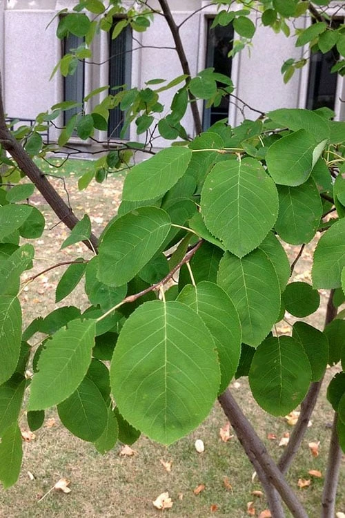 Allegheny Serviceberry Tree (Amelanchier Laevis) - 1 Gallon Pot - Image 7