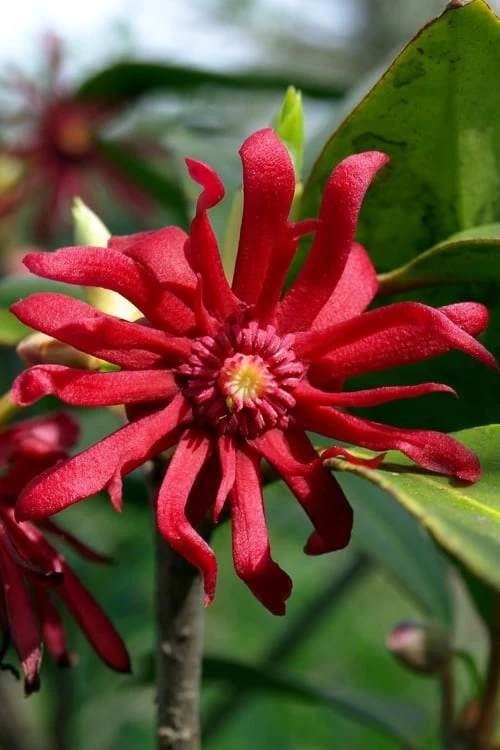 Florida Anise - Illicium Floridanum - 3 Gallon Pot
