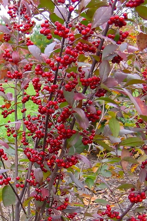 Brilliantissima Aronia (Red Chokeberry) - 3 Gallon Pot - Image 5