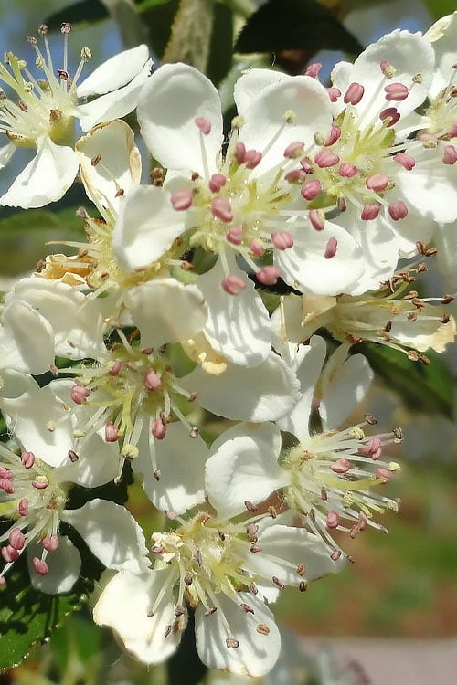 Brilliantissima Aronia (Red Chokeberry) - 3 Gallon Pot - Image 4