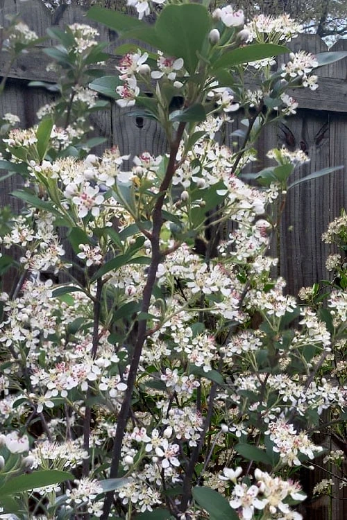 Brilliantissima Aronia (Red Chokeberry) - 3 Gallon Pot - Image 7