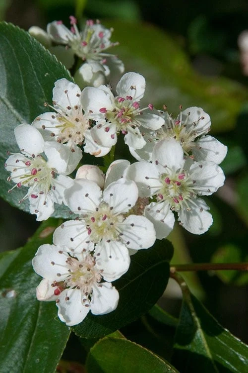 Red Chokeberry (Aronia Arbutifolia) - 3 Gallon Pot - Image 4