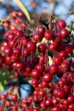 Red Chokeberry (Aronia Arbutifolia) - 3 Pack Of 1.5 Quart Pots