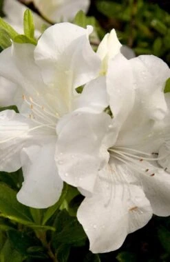 Autumn Ivory Encore Azalea - 2 Gallon Pot