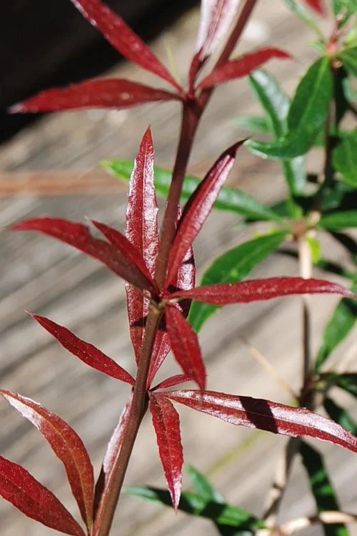 Foundation Evergreen Barberry (Berberis Replicata) - 1 Gallon Pot - Image 6