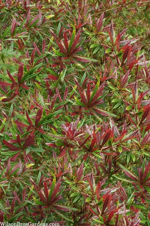 Foundation Evergreen Barberry (Berberis Replicata) - 1 Gallon Pot - Image 7