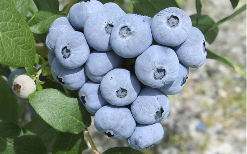 Northern Highbush Blueberry (Vaccinum Corymbosum) - 6 Pack Of 1 Gallon Pots - Image 5