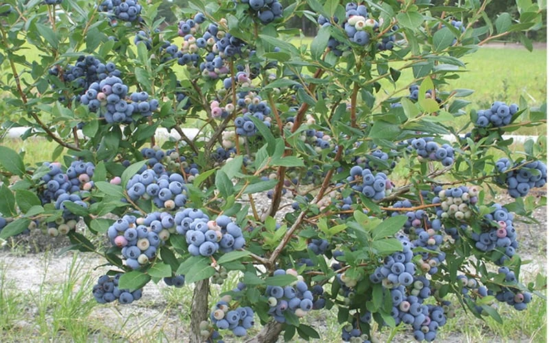 Northern Highbush Blueberry (Vaccinum Corymbosum) - 3 Gallon Pot - Image 4