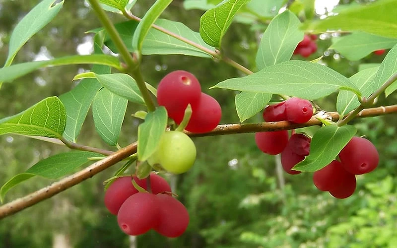 Fragrant Winter Honeysuckle Bush (Lonicera Fragrantissima) - 1 Gallon Pot - Image 7