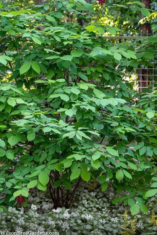 Simply Scentsational Sweetshrub (Calycanthus ) - 2 Gallon Pot - Image 5